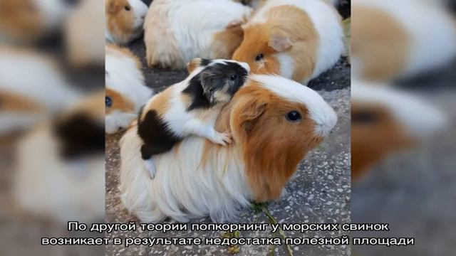 Попкорнинг морских свинок смотреть онлайн