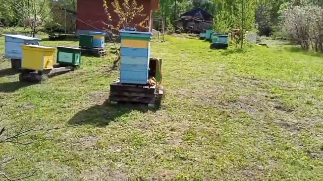 Накопление Живой Массы!#пчеловодство #пчёлы #природа #пасека