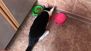 Кастрированный Кот больше не Кот?!