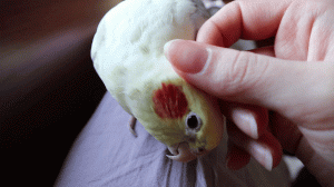 Утренние почесушки попугая кореллы