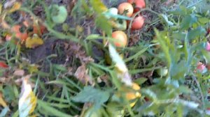 сравнение розовых томатов вернер вермилион пинк свитнес пинк буш торбей тарпан