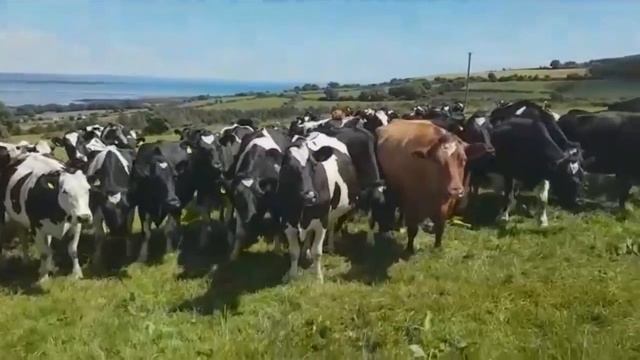Hilarious video shows cows completely mesmerized by traditional Irish music смотреть онлайн