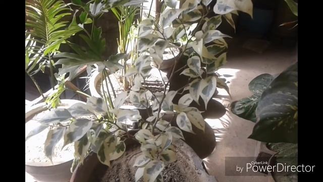 Starlight Ficus Care and Growing Tips || With all detail Discussion on Starlight Ficus Plant. смотреть онлайн