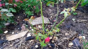 Сильные и слабые розы. Северо-запад.