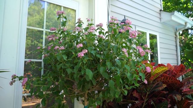 Lantana Tree &  Daisy Planter || Banana Cream Daisy & Lantana Care смотреть онлайн