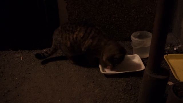 Ночь кормим бездомную кошку! Night feeding a stray cat! смотреть онлайн