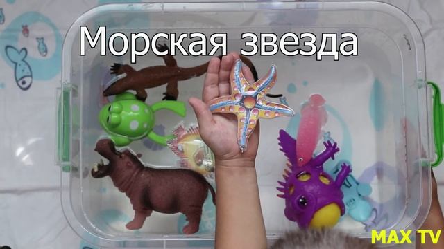 Морские животные и Земноводные. смотреть онлайн