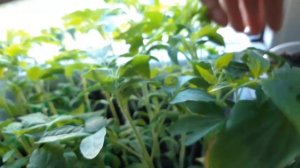 Канна из семян. мой опыт выращивания.