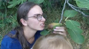 Как растет инжир в Крыму Первый июльский урожай зелёного инжира Как есть спелые плоды не касаясь их