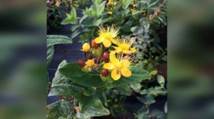 Зверобой кустарниковый