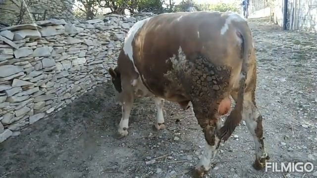 Бычок Симментал