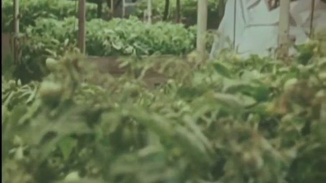 Выращивание растений при искусственном освещении в СССР смотреть онлайн