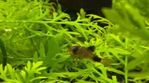 10 главных фактов о коридорасах