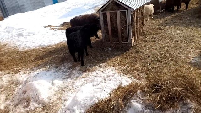 из шатаграда. овцы, ягнята, козлята. смотреть онлайн