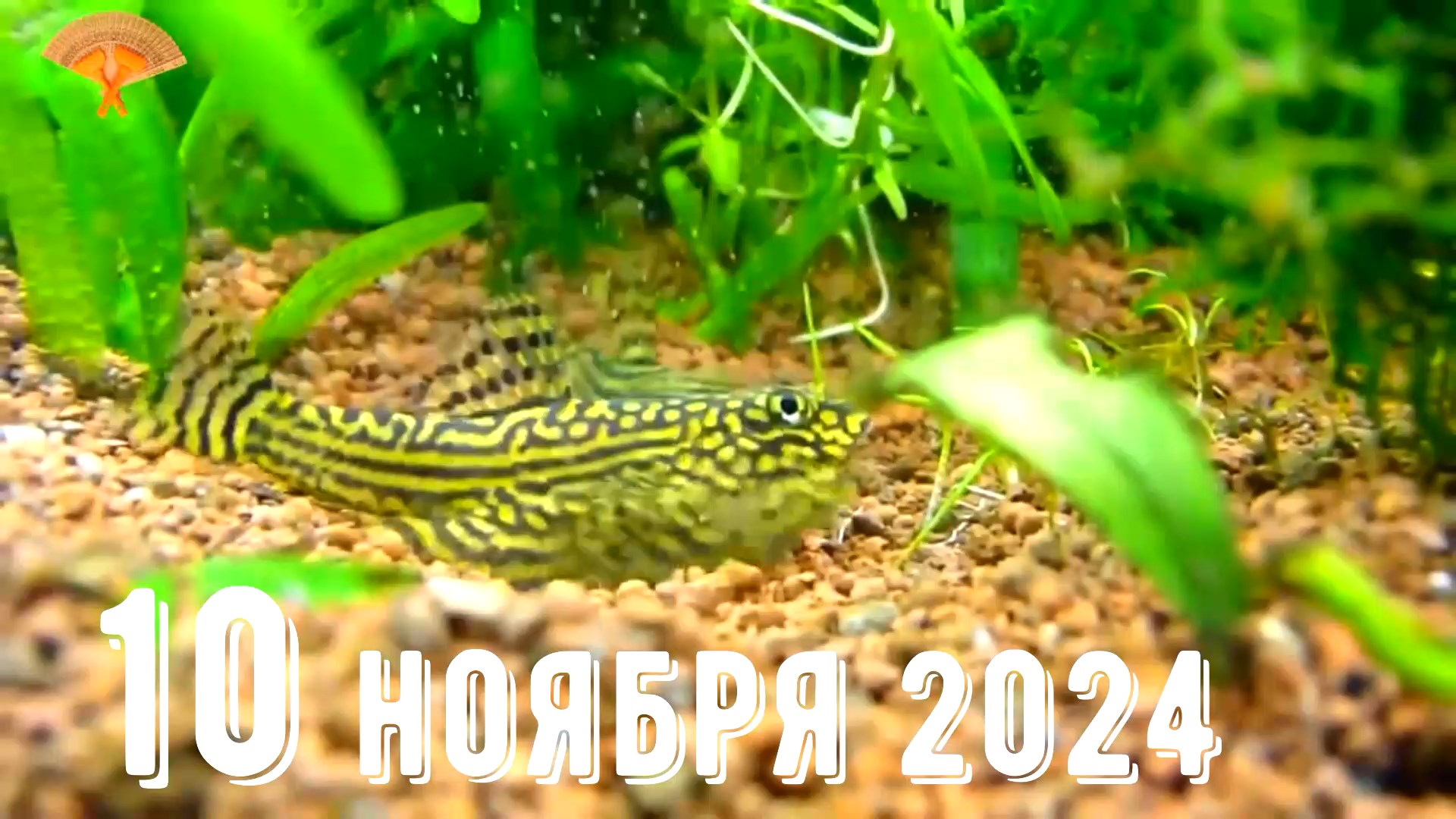 Грабли веерные Для любителей канала Грабли Live 10 11 2024 смотреть онлайн