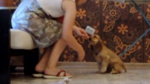 08 Знакомство с Машей_Английский кокер спаниель_2 месяца