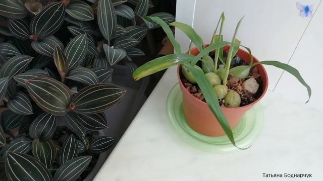 Орхидеи венерин башмачок, целогина кристата. Как подросли за 1,5 года. смотреть онлайн