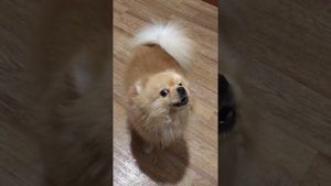 Поющий шпиц