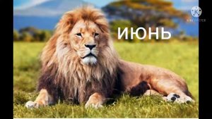животные по месяцам