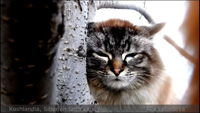 #1 Cat With Blue Eyes,Cat with green eyes, Ириска и Женихи, Iriska and Groomsman смотреть онлайн