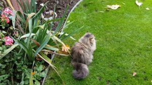 Роскошные розы #zepeti  #naomirenaissance , желтая #диплодения #Персидскиекошки Октябрьский сад.