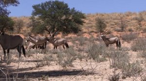 Gemsbok, Lion Conservation, Backlit Photography - Kgalagadi Transfrontier Park Photography Ep 3