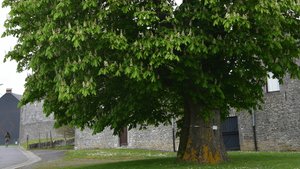 Французский след в Русской революции