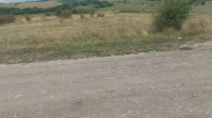 Вот так вот отпугиваю диких кабанов ???