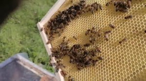 Пасека в болоте!  И в Праздник работают!