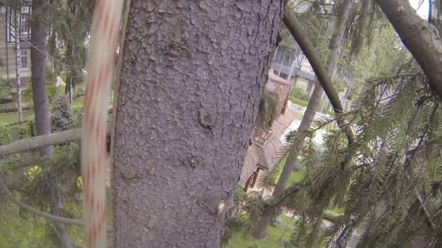 Удаление 2-х деревьев в Московской области,г.Одинцово.