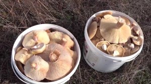 За грибами после шторма в Крыму, сбор грибов 2023, разнообразие грибов, рядовка лиловоногая