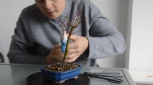 Бонсай из клена. Вся информация о бонсай из клена. Bonsai Acer palmatum, Acer deshio.