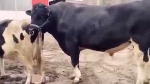 Mating Bull with cow #17