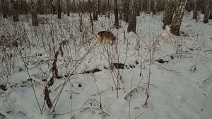 Первая подснежная охота