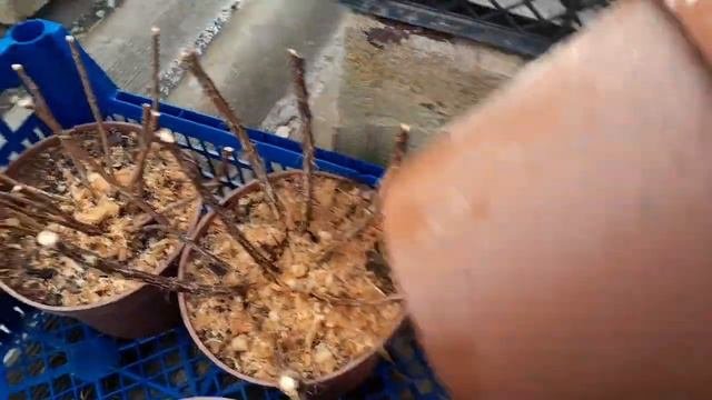 в продаже новинки 2024 года саженцы метельчатой гортензии серии Пан из Европы #метельчатыегортензии