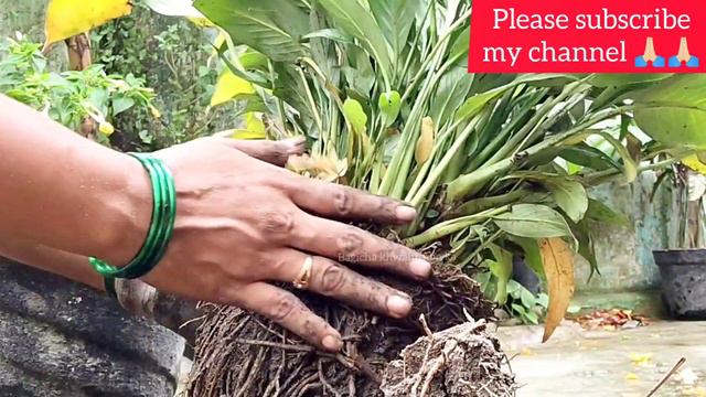 Peace lily care and Repotting | Peace lily plant potting | Peace Lilly Repotting смотреть онлайн