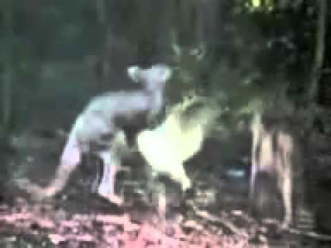 Кенгуру VS Утка смотреть онлайн