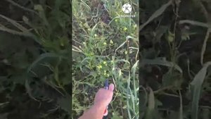 Важно знать. Обрезка стрелок чеснока, как и когда!)@#