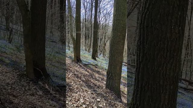 Первоцветы в Маршалково - синее море в парке