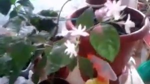 Жасмин самбак в домашних условиях! Супер цветок для дома, самый ароматный!