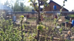 Стрижка кустарников. Лайфхак. Ну очень просто!