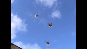 генические шаровые голуби от Николаенко С.А. ветер 2м/с 0970600497