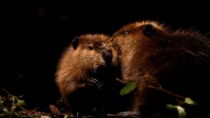 Интересные факты о бобрах