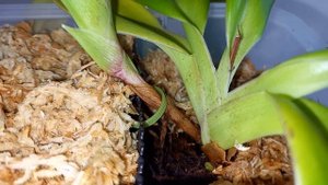 Орхидеи. Как я пересадила Phragmipedium besseae (Фрагмипедиум Бессе)