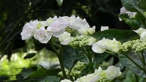 Hydrangea macrophylla Hobella
