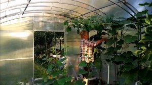 Огурцы в теплице с июля по сентябрь.
Огород 2024