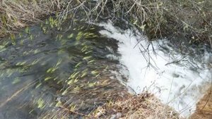 РЫБАЛКА на РОТАНА В ТУЛЬСКОЙ ОБЛАСТИ/ #рыбалка #fishing #ротан #burla13