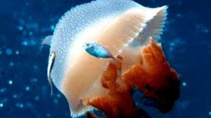 Океан и его обитатели