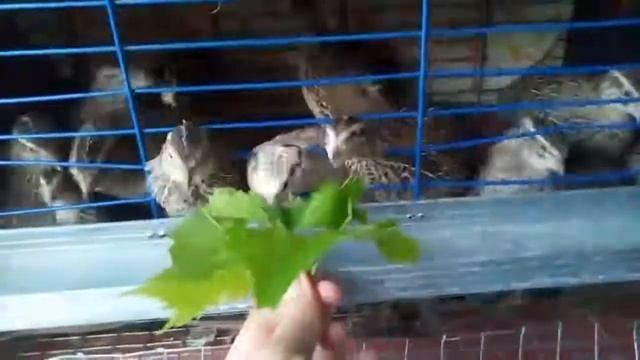 Содержание перепелов и уход за ними.