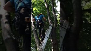 Брейсинг. Установка фиксирующих стяжек на треснувшее дерево